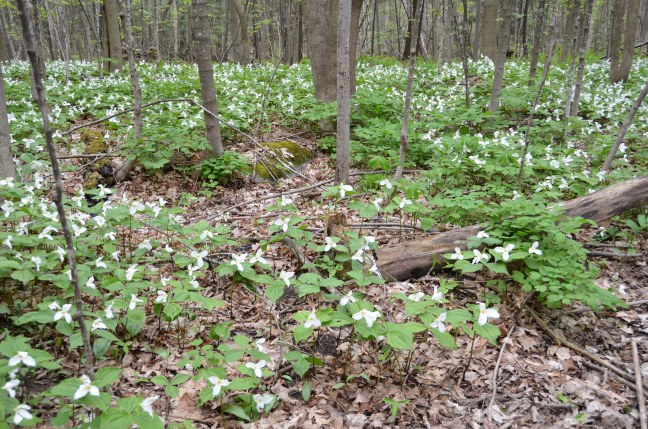 trilliums