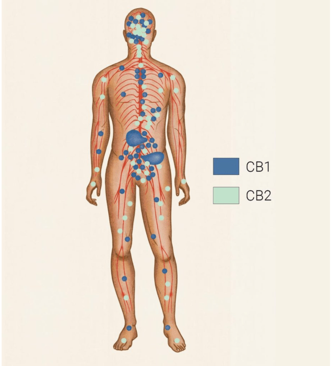 Screen Shot 2019-01-02 at 2.26.19 PM